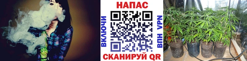 Бошки марихуана сатива  Выкса 